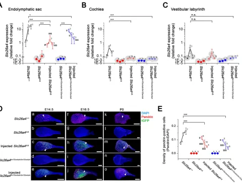 Figure 6. Expression of the Slc26a4pendrin-deficient mice. Nuclei were stained with DAPI (and P0