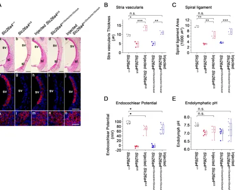 Figure 7. Local gene delivery partially rescued stria vascularis and the endocochlear potential but not the endolymphatic pH