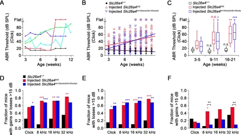 Figure 8. Restored hearing phenotype is unstable. (by Fisher’s exact test, * A) ABR thresholds in response to click sounds were obtained in weekly intervals
