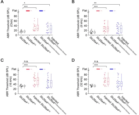 Figure 3. Local gene delivery restores hearing. Auditory brainstem response (ABR) thresholds in response to click sounds (A), tone burst at 8 kHz (B), 16 kHz (C) and 32 kHz (D) tone bursts in Slc26a4+/+, Slc26a4Δ/Δ, injected Slc26a4Δ/Δ, Slc26a4tm1Dontuh/tm
