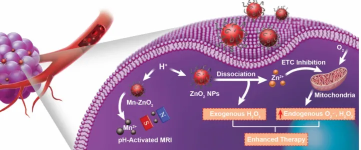 Figure 1. Schematic illustration of theranostic ZnO2 NPs for MRI and enhanced oxidative stress-based cancer therapy