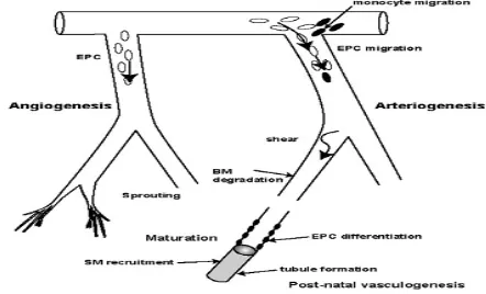 Figure 1.  Series of events illustrating the dual nature of vessel development: angiogenesis and arteriogenesis