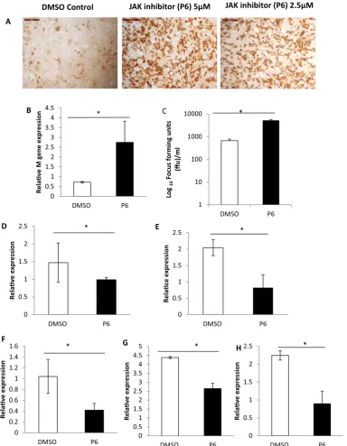 Figure 7. Pan-JAK inhibitor P6 decreased ISG expression and increased susceptibility of BEAS-2B cells to H1N1 influenza virusM) BEAS-2B cells showed higher influenza M gene RNA expression and (C) produced higher levels of infectious progeny virus at 24 h o