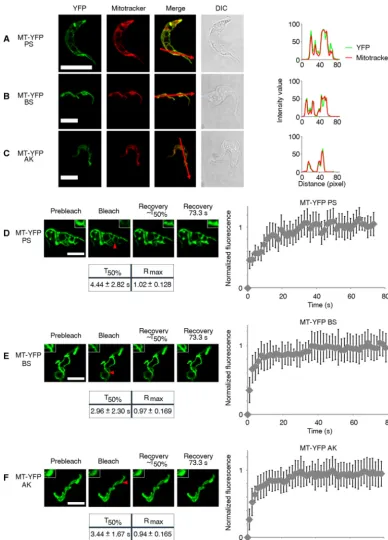 FIG 2 FRAP analysis of mitochondrion-targeted YFP in live immobilized trypanosomes. (A to C) Mitochondrial localization and distribution of MT-YFP in PST