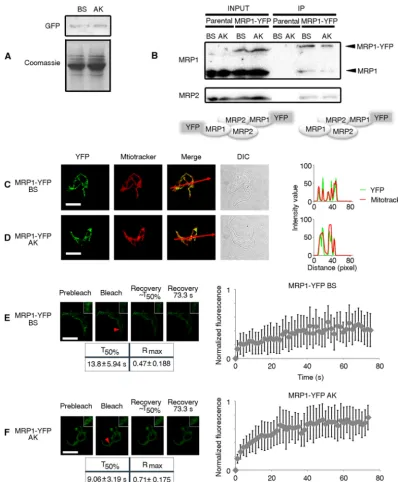 FIG 3 T. b. brucei (n T. b.MRP1-YFP in BSfrom individual ﬁtted curves for each replicate (see Tables S4 and S5 in the supplemental material for BS and AK data, respectively) are shown below therepresentative FRAP images