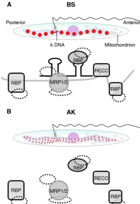 FIG 4 Schematic illustration of RNA-processing protein complexes in BS andAK trypanosomes