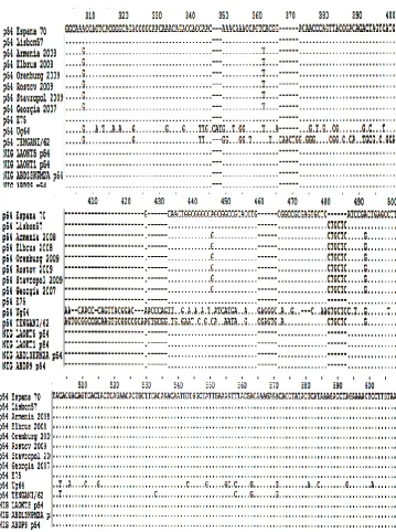 Figure 1.  Multiple sequence alignment of p54 gene sequences of ASFV isolates where: (points) denotes identical nucleotide, - (dash) indicates deletions of nucleotide 