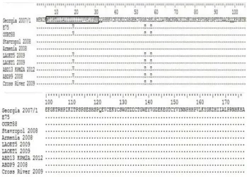 Figure 6.  Deduced amino acid sequence of p12 gene nucleotide sequence in different ASF virus isolates