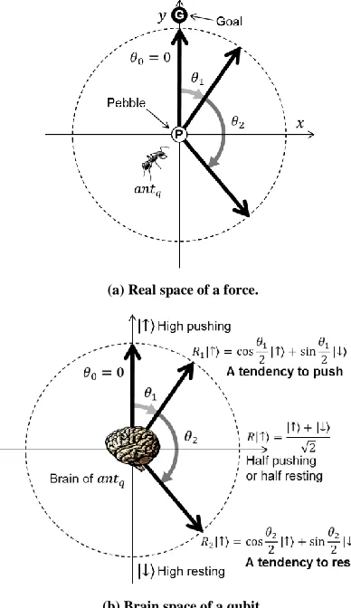 Figure 2: Relation between force direction to push a pebble in real space of a force and behavior of a quantum-inspired ant      in brain space of a qubit