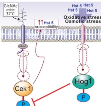 FIG 2 Interplay of Hst 5 treatment with MAPK pathways oftivation of Cek1 MAPK by environmental conditions such as GlcNAc as acarbon source or growth temperature of 37°C may potentially enhance Hst 5susceptibility by Cek1-mediated cell wall modiﬁcations (le