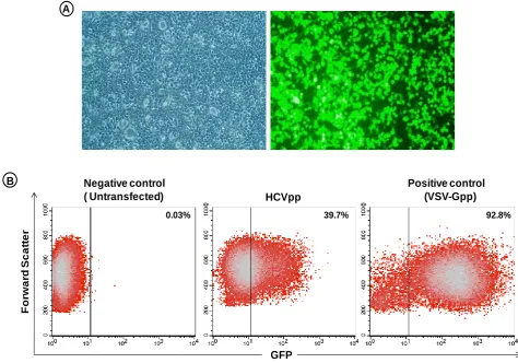 Figure 1.  Production and infectivity of hepatitis C virus pseudoparticles (HCVpp). (A) HEK293T cells were transfected transiently with expression vectors encoding the HCV E1 and E2 glycoproteins, retroviral core proteins and a packaging-competent green fl
