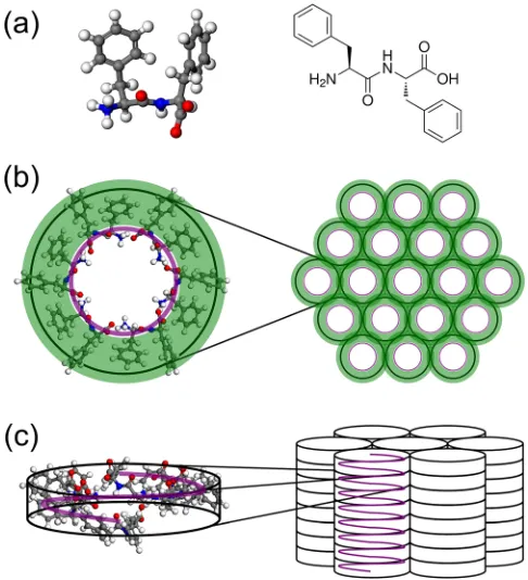 FIG. 1. Schematic description of the diphenylalanine (FF) porous tubularstructures. (a) FF building block; (b) cross-section of the porous FF tubesshowing the peptide cylinders connected by the phenyl rings; (c) FF cylin-ders formed by the peptide backbone