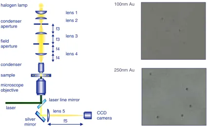 Figure 3.9: Left - The K¨ohler illumination of our inverted trap setup is at the top. Lightpasses through the condenser (Zeiss, 40x, NA 0.65) and the sample to get recollected by thetrapping objective (Nikon Plan, 50x oil, NA 0.9) and then imaged onto the 