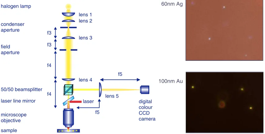 Figure 3.10: Leftdemonstrate the versatility of this imaging system. In both cases the particles are freelyﬂoating in solution, neither ﬁxed nor trapped