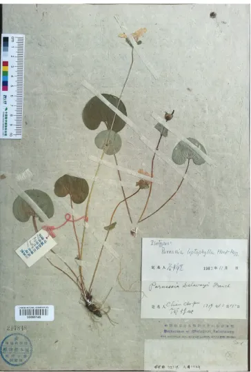 Figure 3. Parnassia leptophylla, lectotype (PE00866146).