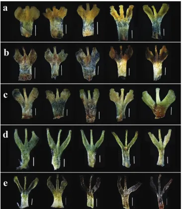 Figure 5. Variation of staminodes: a, b represent variation of the depth of staminode lobes in population of Kangding, Sichuan c represents variation of the depth of staminode lobes in population of Baoxing, Sichuan (the type locality of Parnassia leptophy