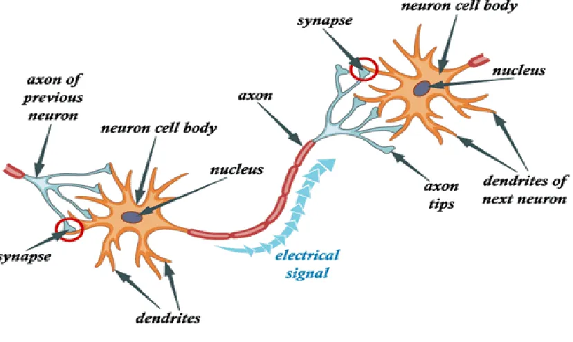 Figure 2.1 Neuron cell structure 