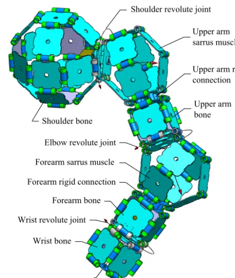 Figure 3. Bio-inspired Sarrus-linkage-based mechanical muscle.