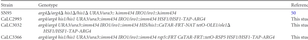 TABLE 1 C. albicans strains used in this study