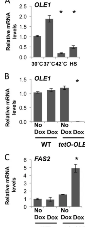 FIG 1 Membrane ﬂuidity is tightly regulated in response to temperature andOLE1WT (CaLC2993 [phase at 30°C, 37°C, or 42°C or subjected to a 15-min 30°C to 42°C heat shock(HS), andloading control