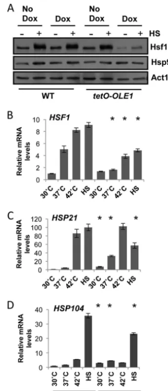 FIG 2 Depletion of Ole1 inhibits full activation of Hsf1, leading to a loss in