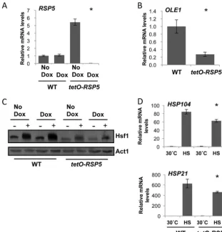 FIG 3 Rsp5 regulates Hsf1 in part throughin the presence of doxycycline. WT (wild type, CaLC2993 [overnight for 18 h and then subcultured the following morning and grown for a further 5 h under the same conditions.full activation