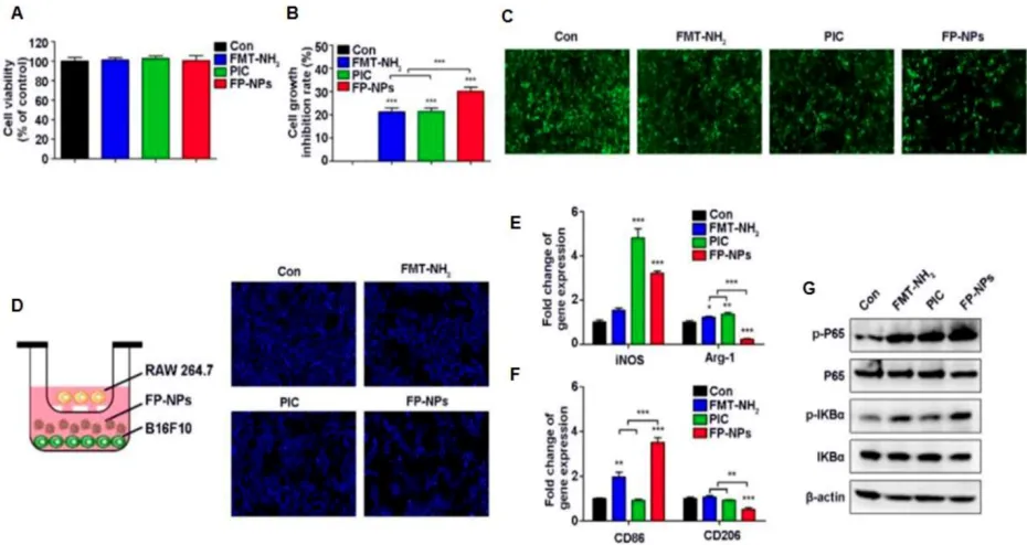 Figure 7. Effect of FP-NPs on tumor cell proliferation and macrophage polarization. (A) B16F10 cells were incubated with FMT-NH2, PIC, or FP-NPs for 48 h and the cell viability was analyzed by CCK-8 assay