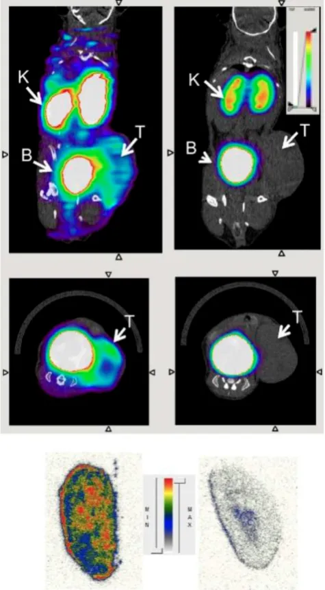 Figure 3. wild-type (left) and MMR-deficient (right) 3LL-R tumor-bearing mice 3 h after Transverse (upper row) and coronal (middle row) PET/CT images of injection of 18F-FB-anti-MMR3.49