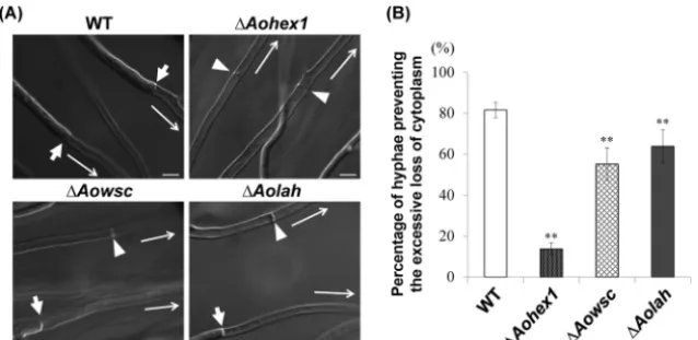 FIG 3 Ability ofhyphae capable or incapable of preventing the excessive loss of cytoplasm from the second cell upon hyphal tip bursting