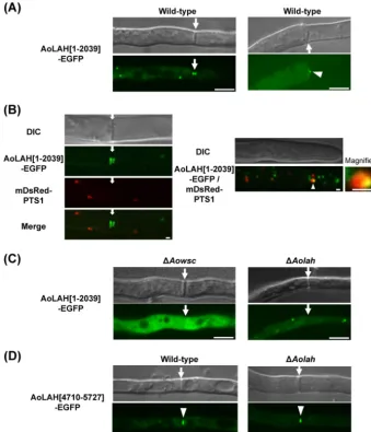 FIG 4 Localization of AoLAH N- and C-terminal regions fused with EGFP. (A) Localization of AoLAH[1–2039]-EGFP in the wild-type background around the(left) andﬂuorescent fusion proteins around the septum (left) and in the apical cell (right)