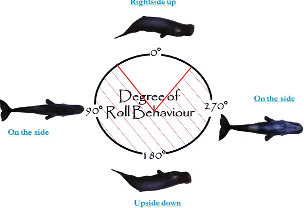 Figure 2.1 The „Looking upward roll angles‟ (LURA), at which the whale is expected to be able to look 