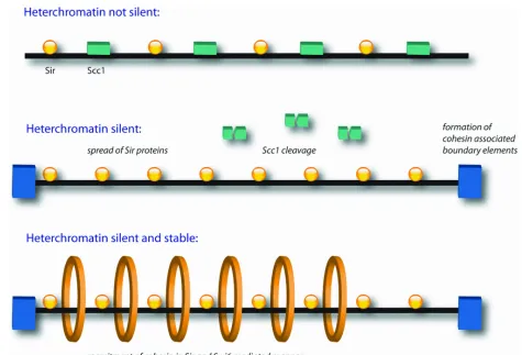 Figure 4: The model for the role of cohesin at silent domains. Top panel: Scc1associates with the silent domain preventing the establishment of silencing until thecreation of cohesin-associated boundary elements