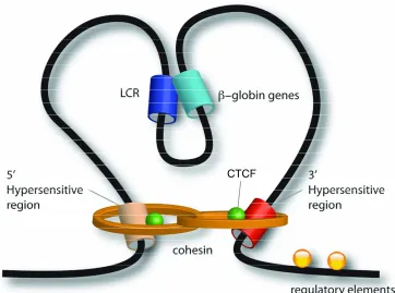 Figure 5: The structure of the β-globin locus. Looping in the β-globin locus involves the interaction of CTCF and cohesin to the 5’ and 3’ hypersensitive regions