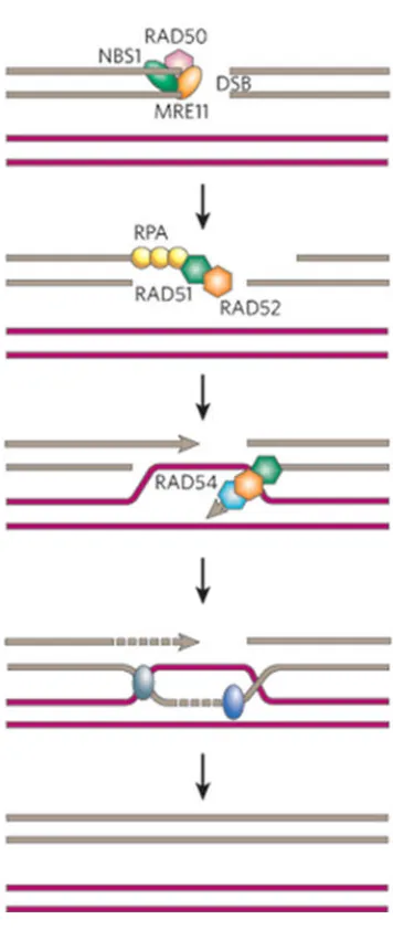 Figure 7: Homologous recombination pathway of DNA double strand break repair.The DNA double strand break is recognised by the MRN complex
