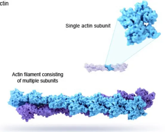 Figure 1.9: Diagram of actin lament. The lament (f-actin) is composed of monomersof globulus actin (g-actin) in a helical structure