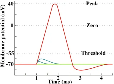 Figure 1.13: Simplied diagram of how the membrane potential changes during an actionpotential