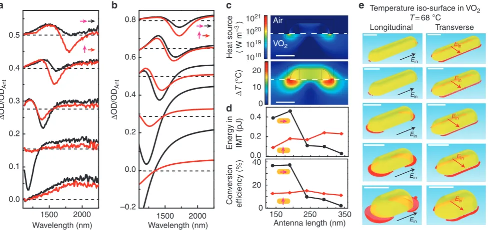 Figure 3 The model shows that the predominant phase-change response is caused by antenna-assisted absorption in the VO2 at plasmonic hotspots.Experimental (a) and calculated (b) switching response ΔOD/ODAnt of the antenna–VO2 hybrids for parallel (black li