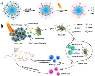 Figure 10. Schematic illustration of the prodrug vesicles for improved cancer immunotherapy by combing ICD induction and CD47 blockade