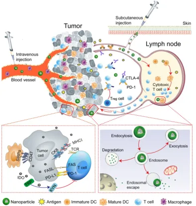 Figure 1. Schematic illustration of nanoparticle-mediated modulation of immune response to improve the effectiveness of cancer immunotherapy