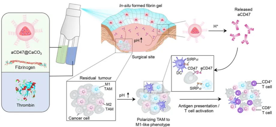 Figure 3. Schematic illustration of the BCPN for improved immunotherapy. (a) Self-assembly procedure of BCPN nanoparticles