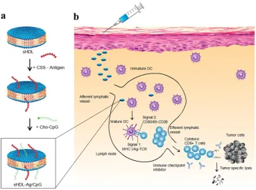 Figure 5. Design of high-density lipoprotein (sHDL) nanodisc platform for personalized cancer vaccines