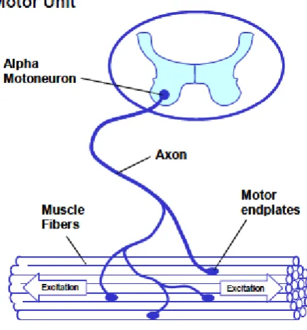 Figure 2.1 Motor unit (Konrad, 2006) 
