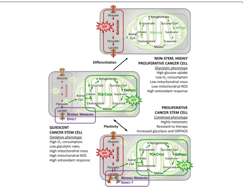 Fig. 2 Bioenergetic pathways underlying CSC metabolism. In more differentiated cancer cells, the glycolytic phenotype might predominate overoxidative phosphorylation (OXPHOS)