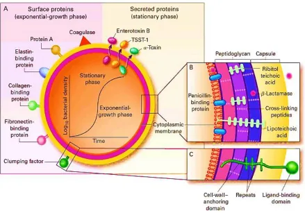 Figure 2.5: Pathogenic factors of Staphylococcus aureus, with structural and secreted products both playing roles as virulence factors (Gordon and Lowy, 2008)
