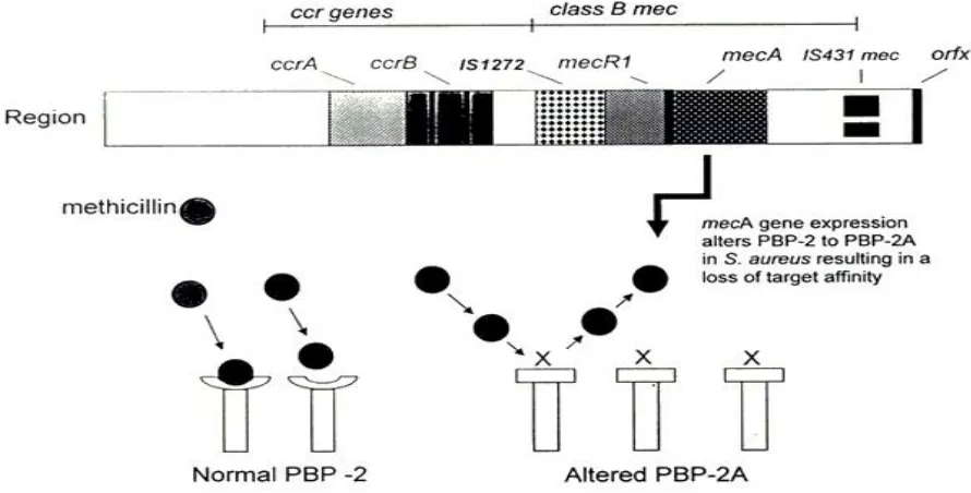 Figure 2.6: Structure of the staphylococcal cassette chromosome mec (SCCmec), with the recombinase genes complex upstream of the mec complex (Rybak & La Plante, 2005)