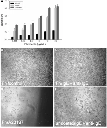 Fig. 3 a Attachment of RBL-703/21 cells to FN. Differentconcentrations of FN(0.625–20 lg/mL) were usedfor coating, cells were activatedwith 1 lg/mL A23187,2 lg/mL anti-IgE, or leftuntreated (control)
