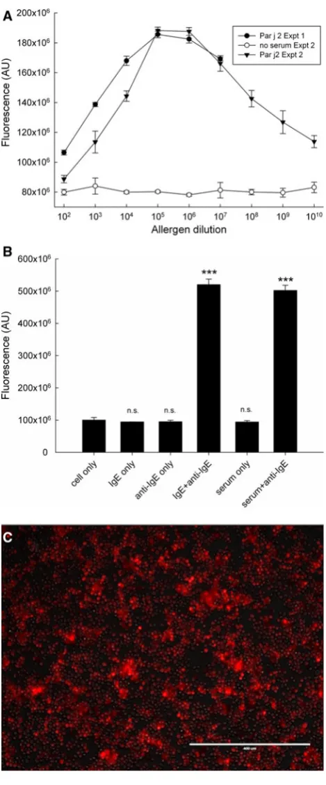 Fig. 8 a Dose-dependent induction of NF-AT/DsRed reporter. AnRBL-703/21 clone sorted by FACS stably transfected with NF-AT-DsRed was sensitised overnight with 1:20 (v/v) diluted pooled serumfrom ten allergic patients monosensitised tobound cells were stimu