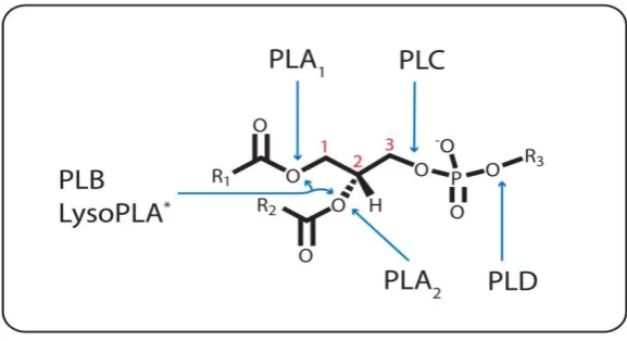 Figure 1. Ester Bond Specificity of the Phospholipases. PLA1, PLA2, and PLC catalyze the hydrolysis of the ester bond emanating from the sn-1(1), sn-2 (2), and sn-3 (3) carbon, respectively
