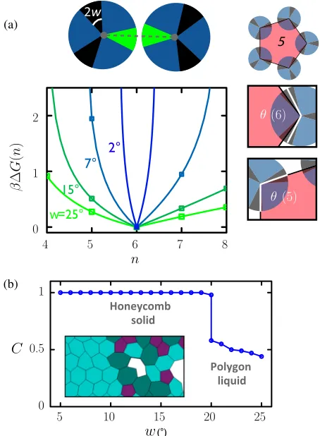 FIG. 3.Model capturing the microscopics of Fig.range of phase behavior seen in experiments