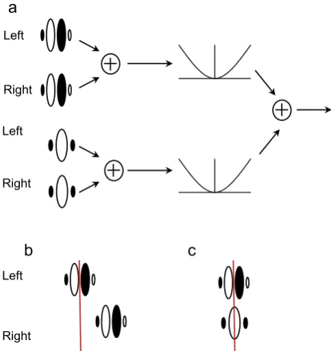 Fig. 1. Outline of the binocular energy model. (a) Images are ﬁltered withquadrature pairs of Gabor receptive ﬁelds